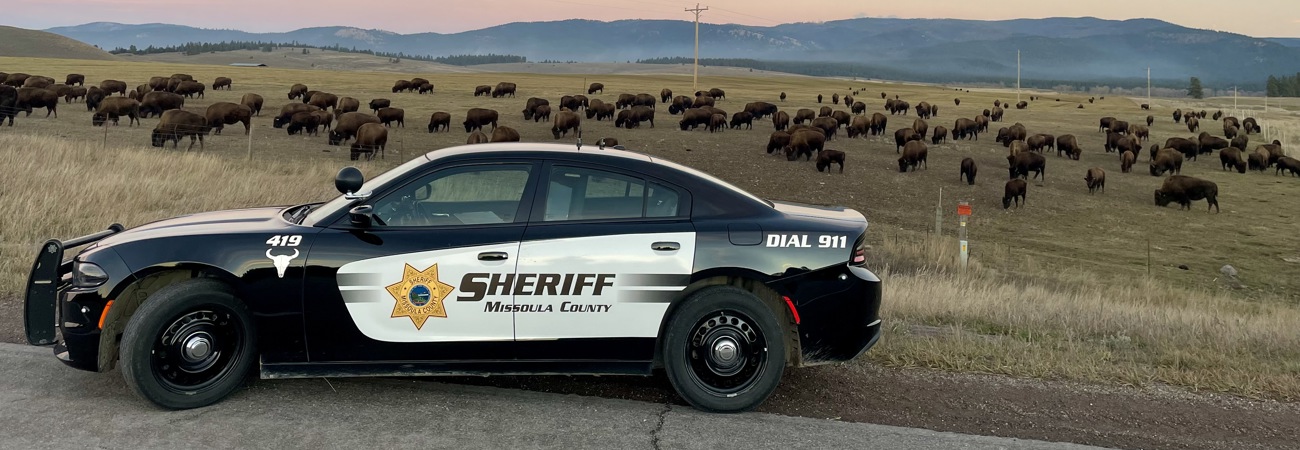 Sheriff's Office patrol car with buffalo